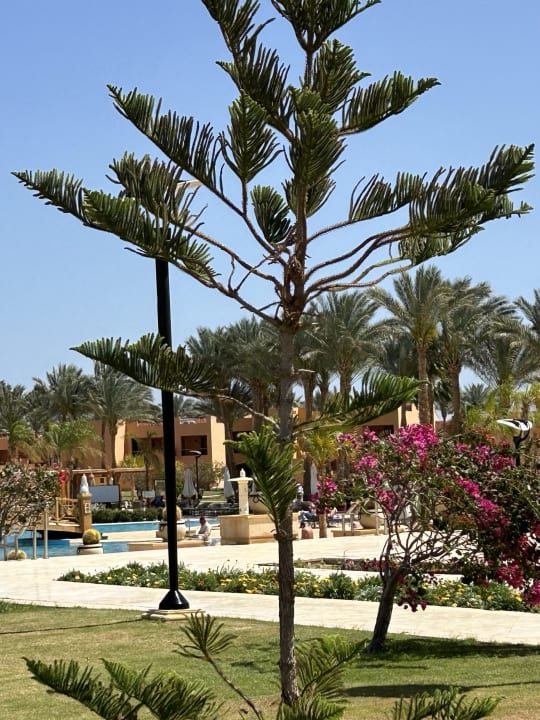 Gartenanlage Steigenberger Coraya Beach - Adults only