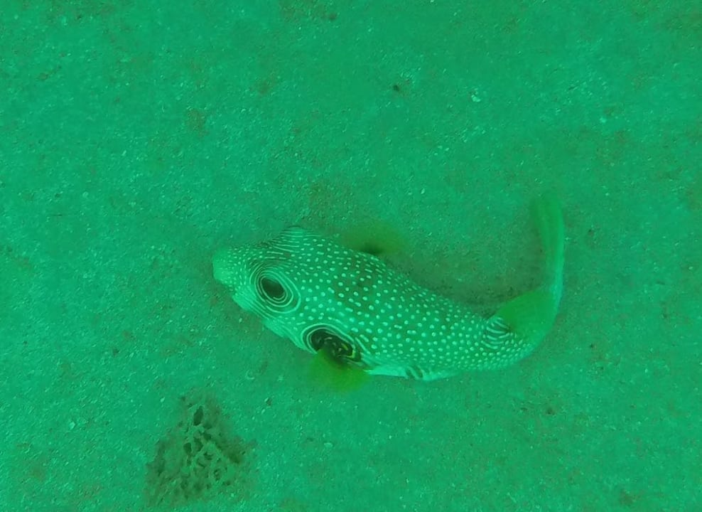 Sport & Freizeit Novotel Marsa Alam Beach Resort