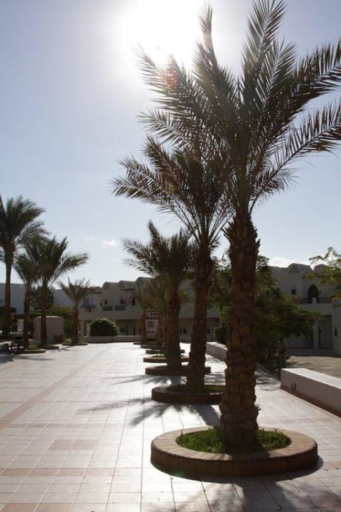 Palmen im Sonnelicht Reef Oasis Beach Resort