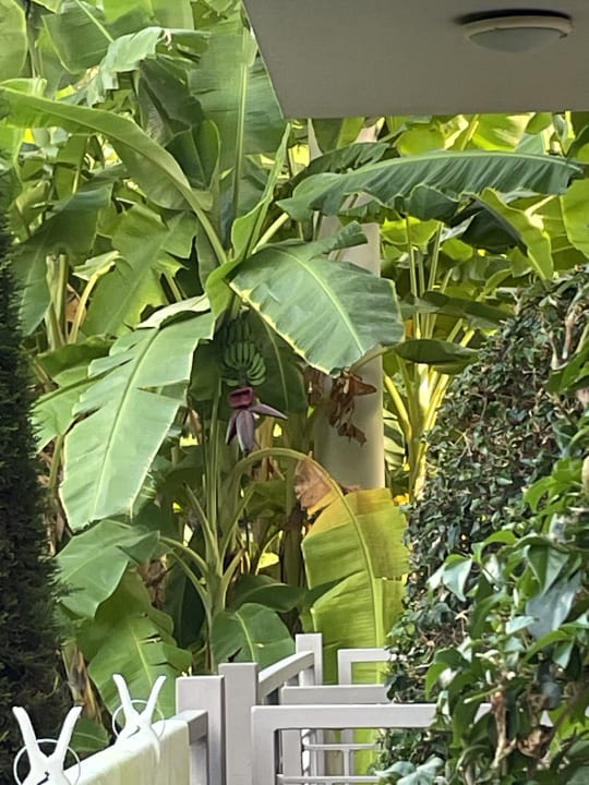 Gartenanlage Sunis Elita Beach Resort & Spa