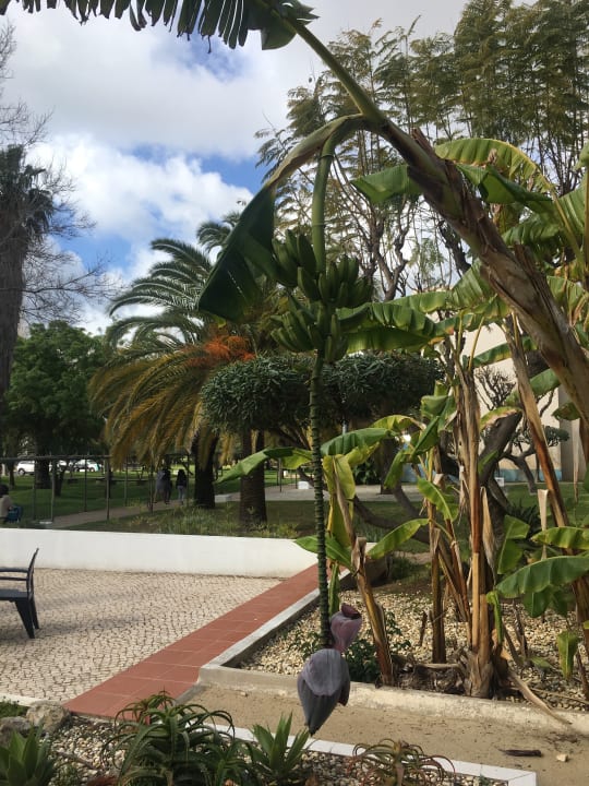 Gartenanlage Golden Club Cabanas