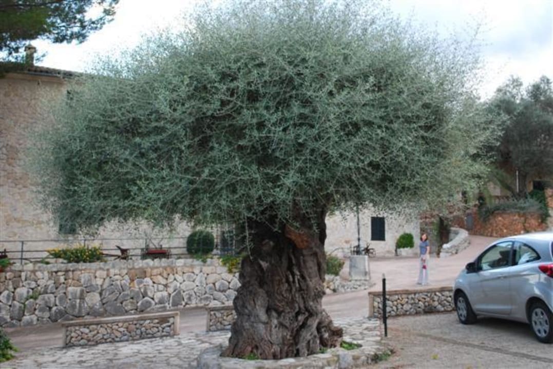 Tausende Jahre alter Olivenbaum Finca Hotel & Spa Monnaber Nou