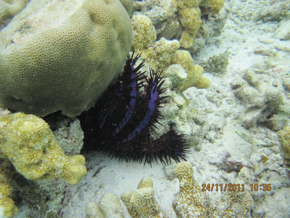 Океан Adaaran Select Hudhuran Fushi - Premium All Inclusive