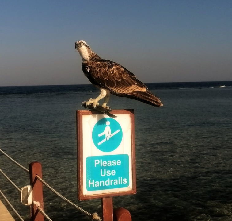 Strand Novotel Marsa Alam Beach Resort