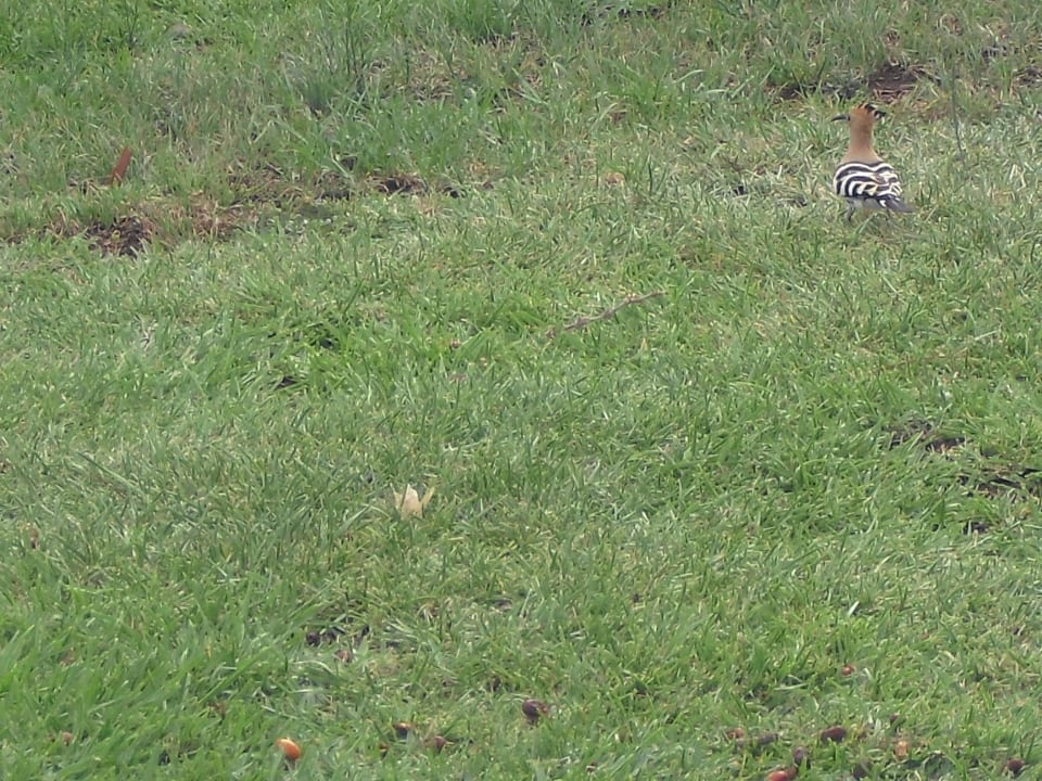 Garten HL Miraflor Suites Hotel