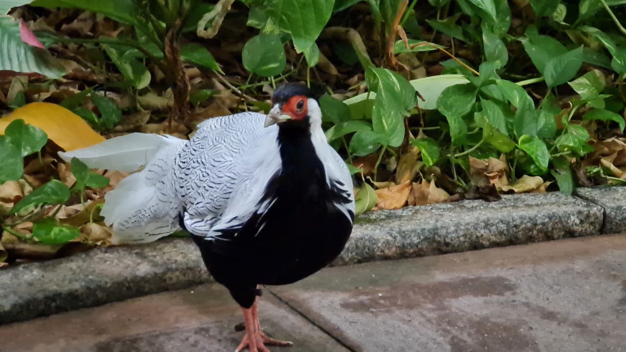 Gartenanlage Tropical Islands Resort