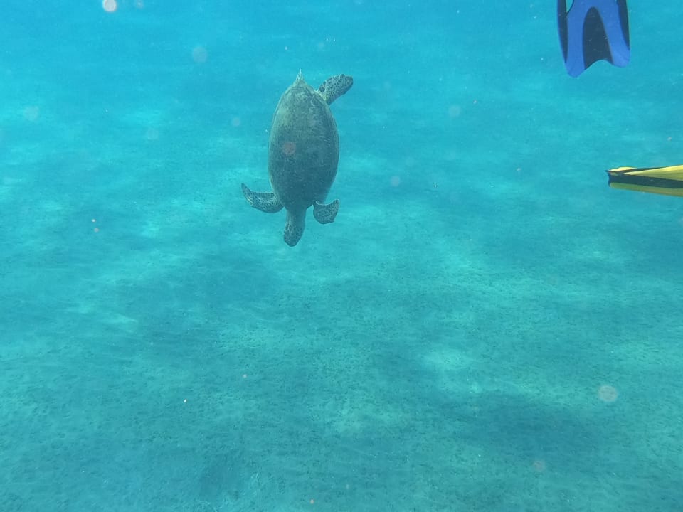 Sport & Freizeit Pickalbatros Villaggio Resort - Portofino