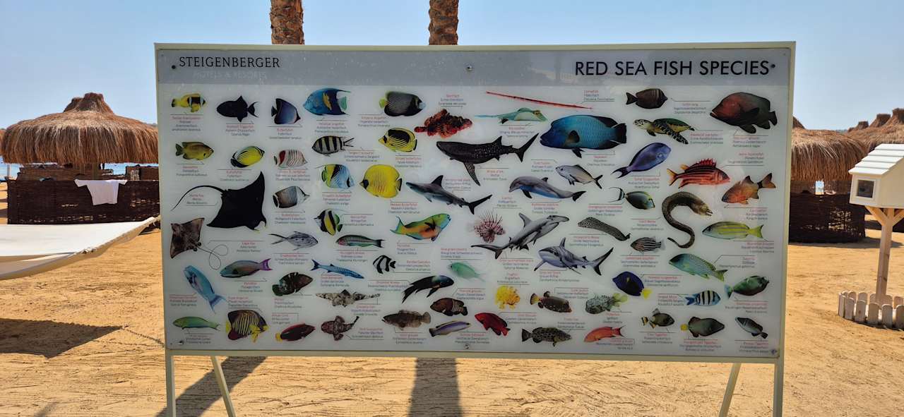 Strand Steigenberger Resort Alaya Marsa Alam - Red Sea - Adults only