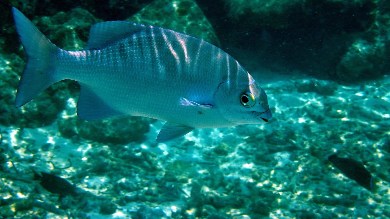 Sport & Freizeit Summer Island Maldives