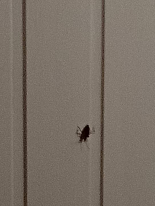 Zimmer Hotel Zur Heidschnucke