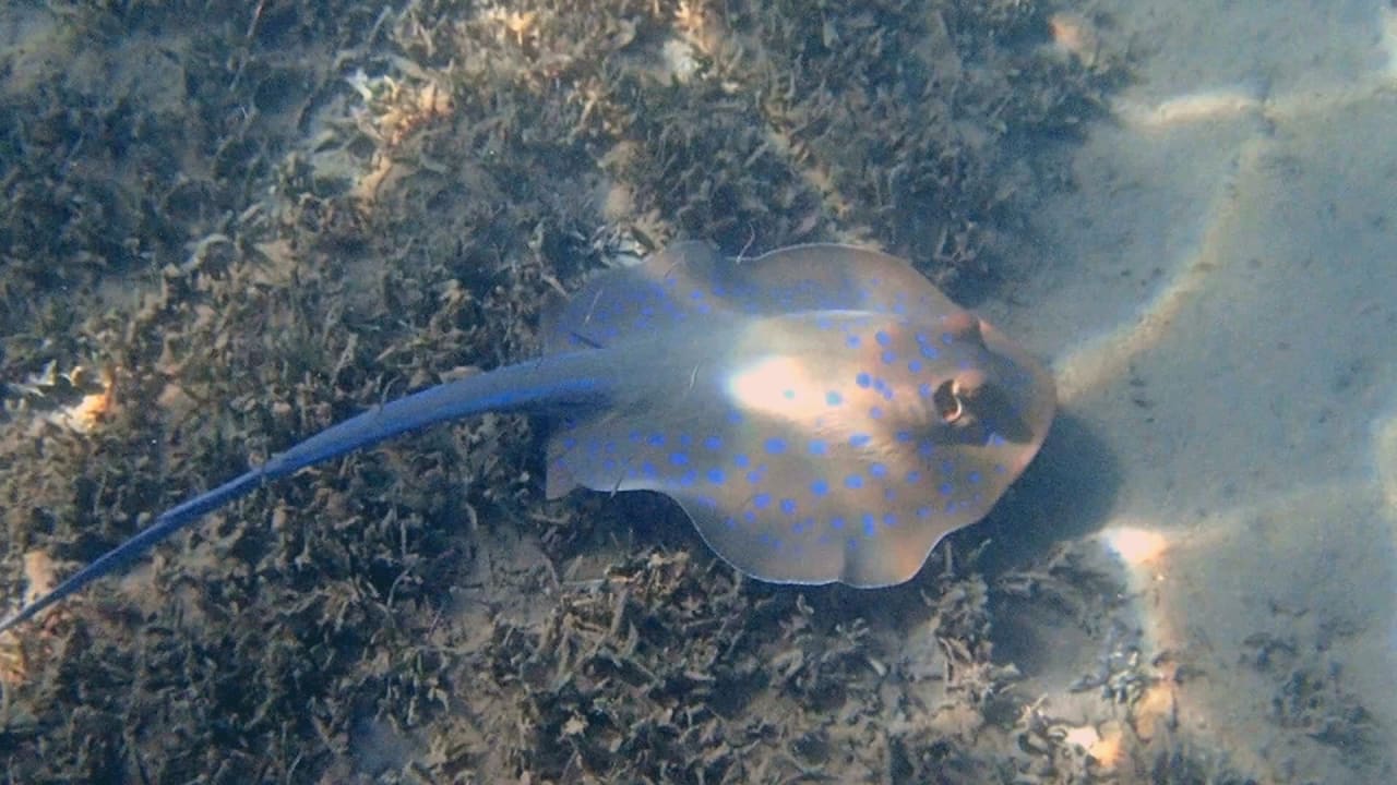 Sport & Freizeit Jaz Makadi Oasis Resort