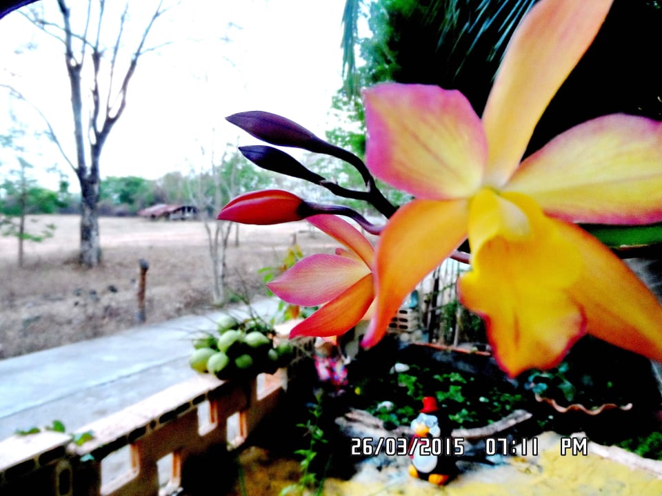 Cows are our only passing traffic Lamai Homestay Guesthouse Resort