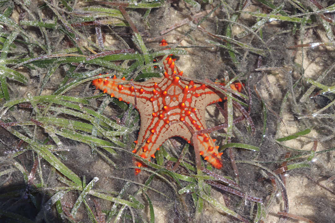 Strand Sea Cliff Resort & Spa