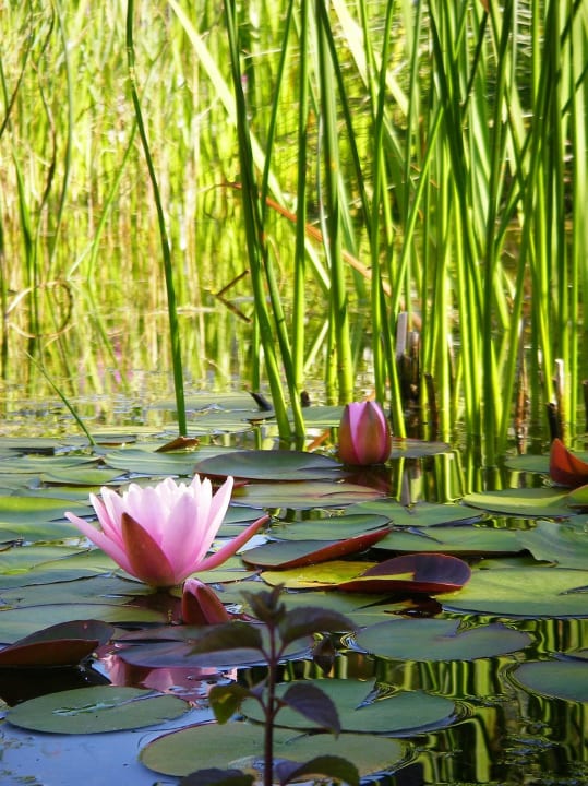 Schwimmbiotop - Seerose Hotel Weiss