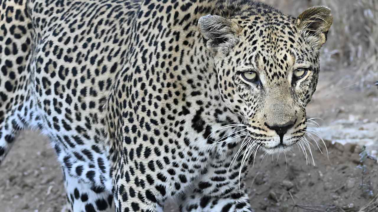 Sport & Freizeit Motswari Private Game Reserve & Geiger's Camp