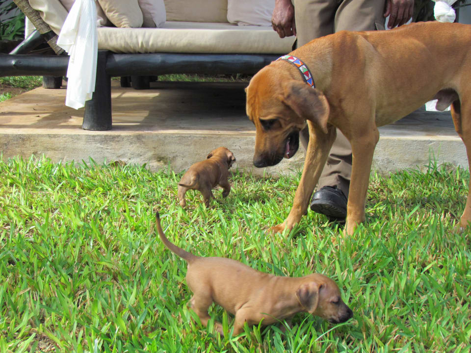 Nachwuchs im Karibuni Hotel Karibuni Rafiki Beach Resort