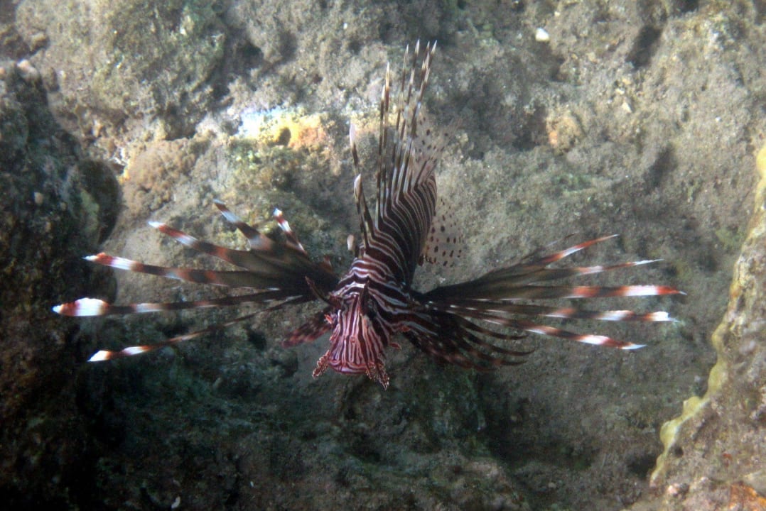 Skrzydlica Hotel Falcon Hills