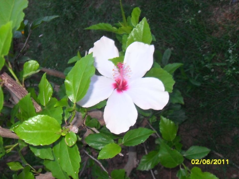 Belek Beach Resort Belek Beach Resort Hotel