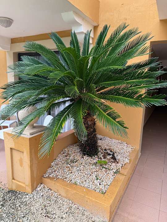 Gartenanlage Hotel Viva Dominicus Palace by Wyndham-All Inclusive Resort