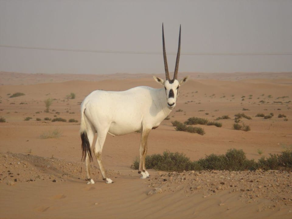 Oryxantilope Al Maha, A Luxury Collection Desert Resort & Spa