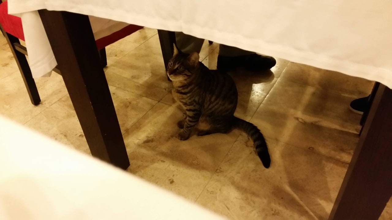 Katzen im Speisesaal Asteria Collection Side