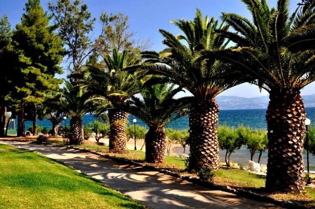 Palmy a w tle morze O Paradise Beach Resort