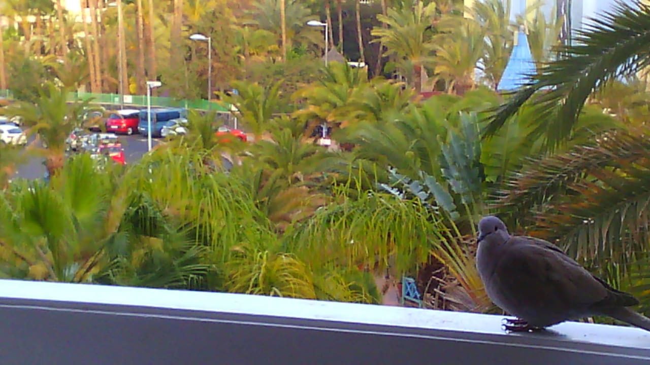 Nachmittagsbesuch auf dem Balkon Abora Buenaventura by Lopesan Hotels