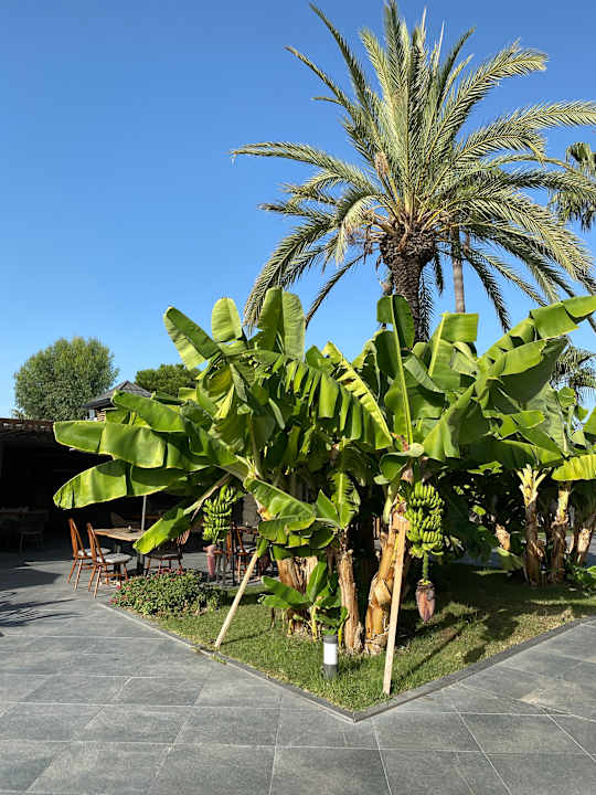 Gartenanlage Hotel Miramare Beach