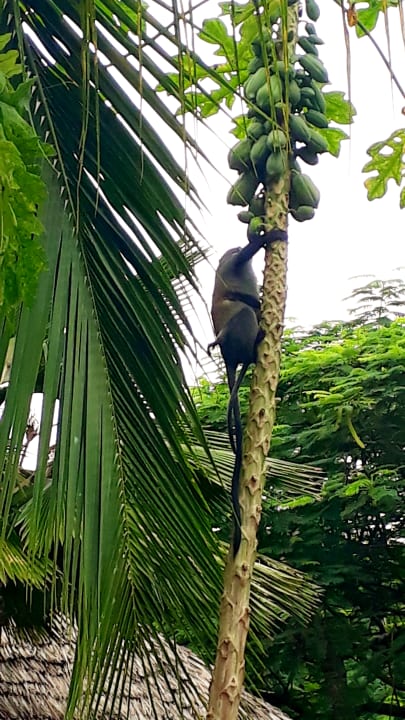 Ausblick Spice Island Hotel & Resort