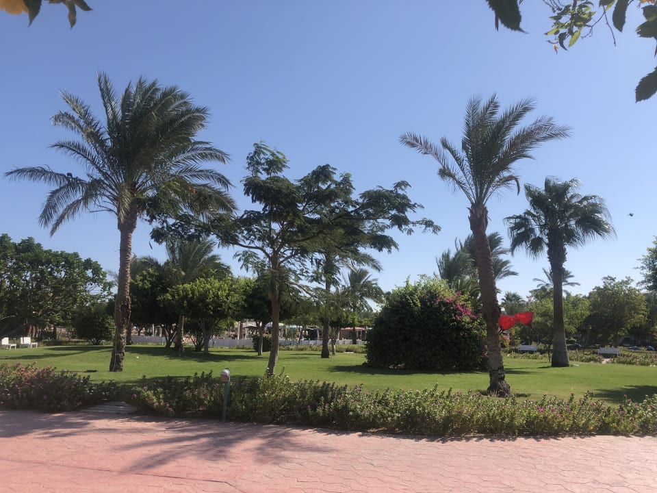 Gartenanlage Desert Rose