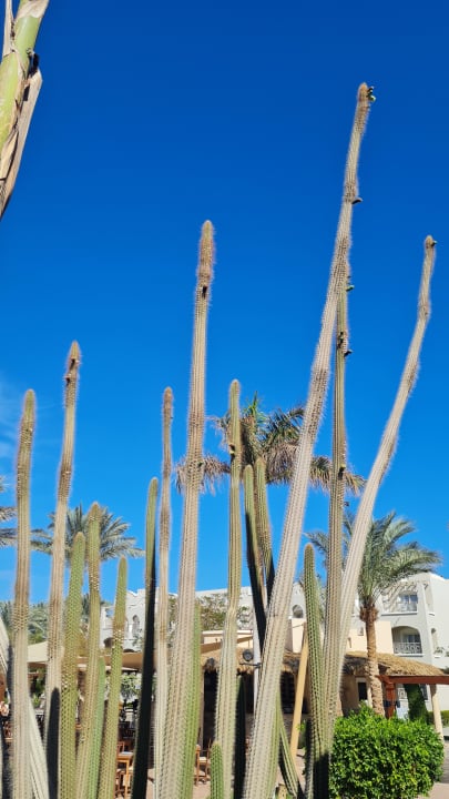 Gartenanlage Hotel JAZ Makadi Star & Spa