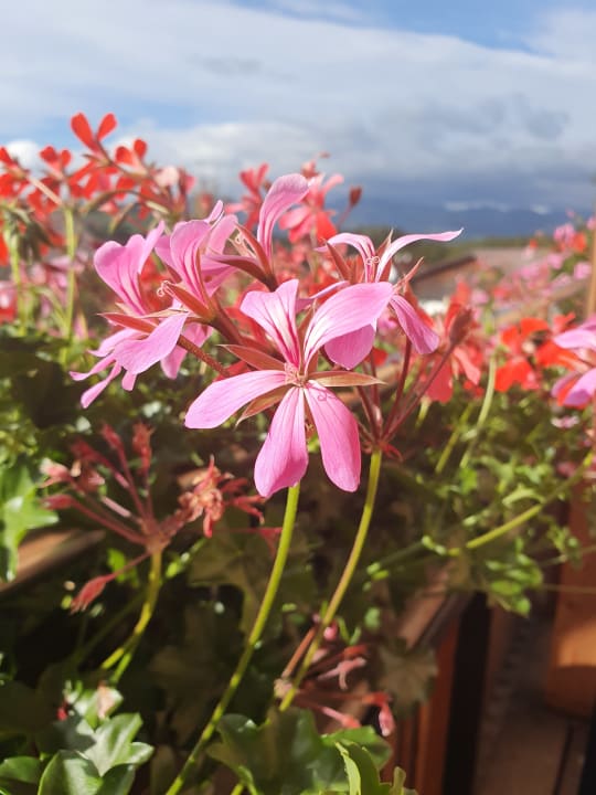 Ausblick Gasthof Paunger