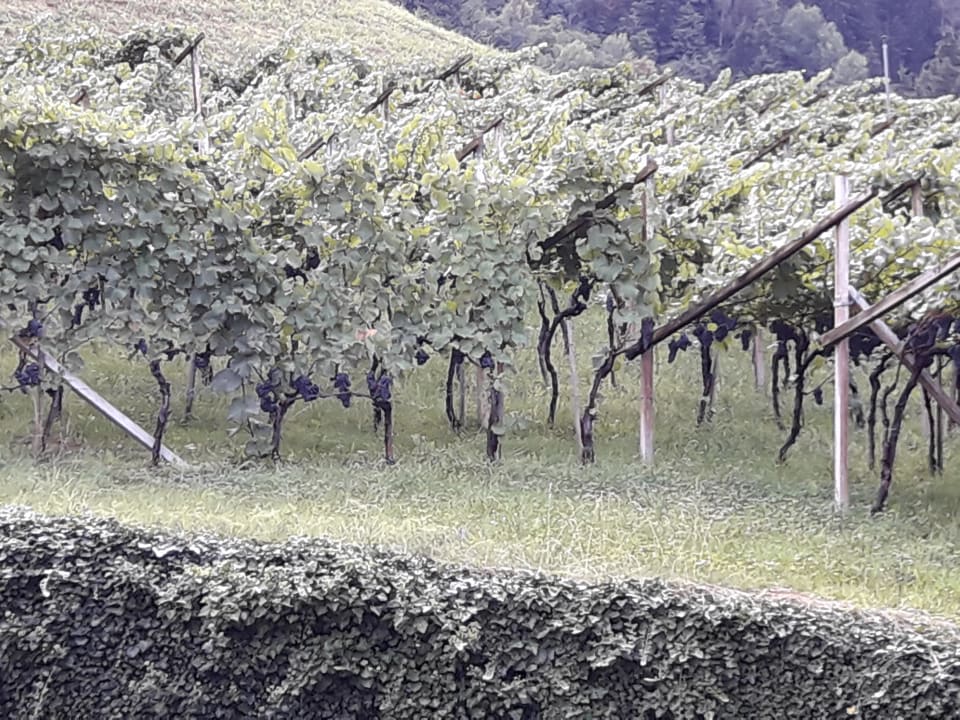 Ausblick Mira Sabiona Guesthouse