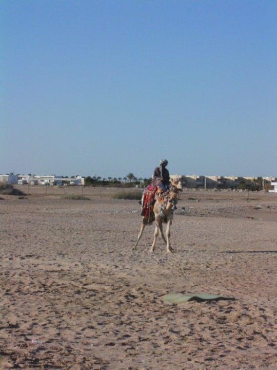 Täglicher Besuch Pickalbatros Aqua Park Resort - Hurghada