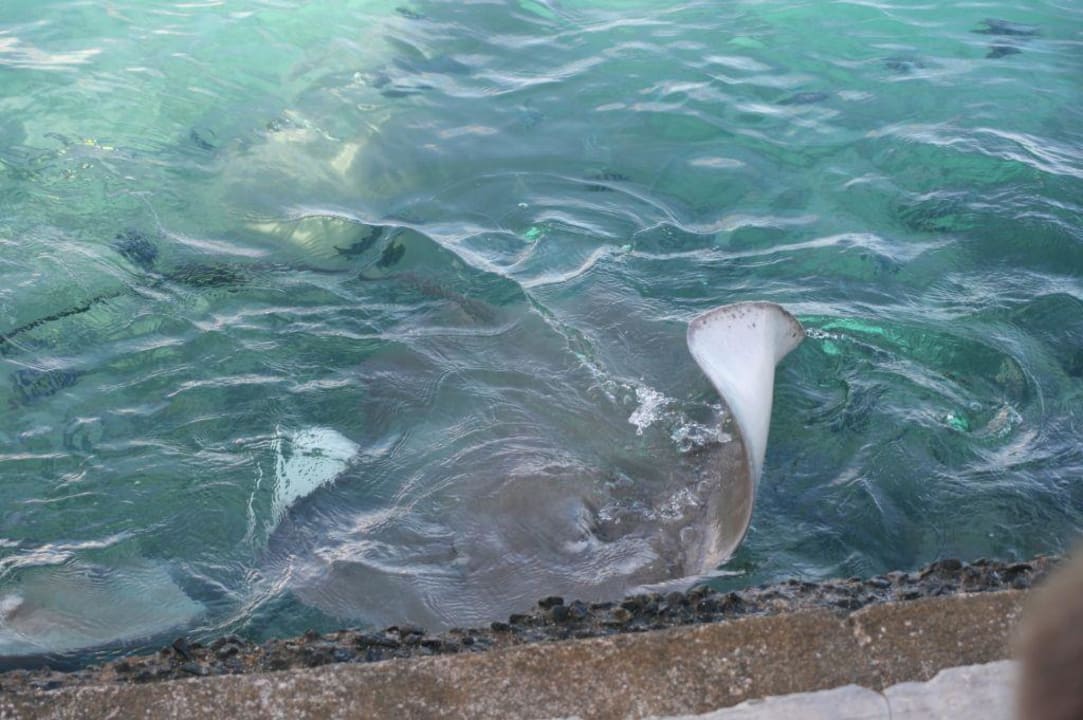 Rochen Summer Island Maldives