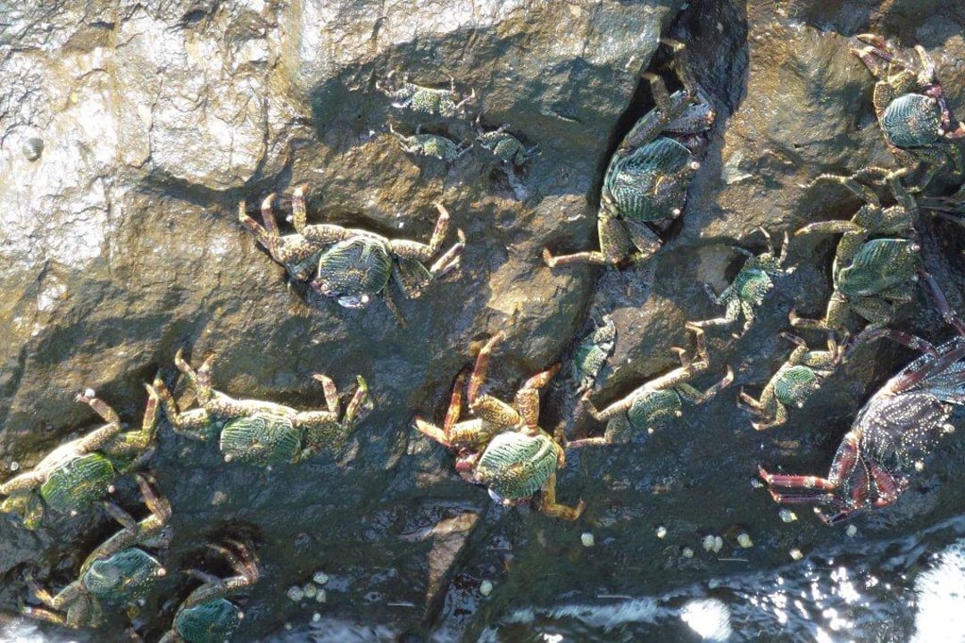 Vom weißen Steg zu beobachten Cape Panwa Hotel