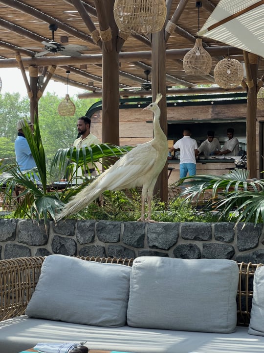 Gastro JA Palm Tree Court