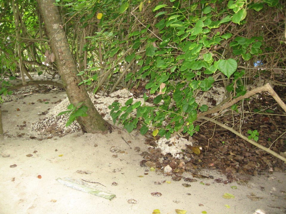 Abfallentsorgung Medhufushi Island Resort