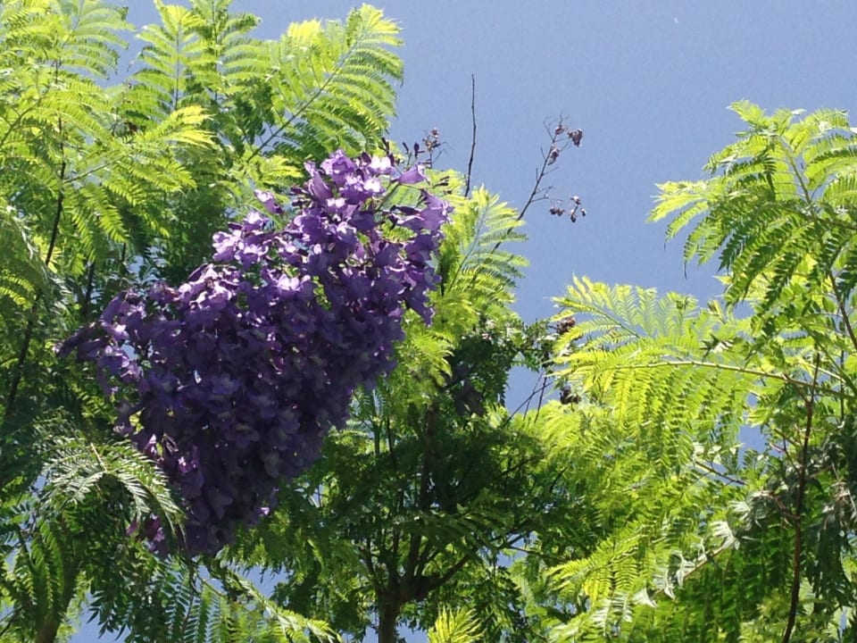 Цветы Stella Garden Resort & Spa, Makadi Bay