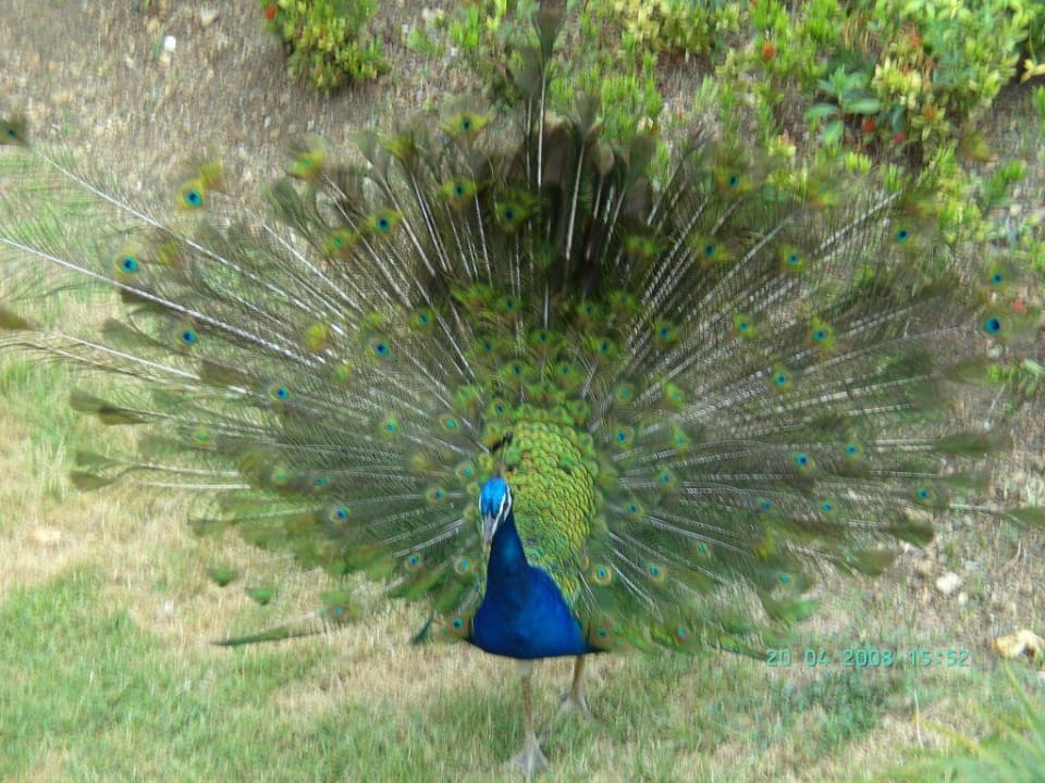 Vogelpracht in der Hotelanlage Villas Bavaro Resort & Spa