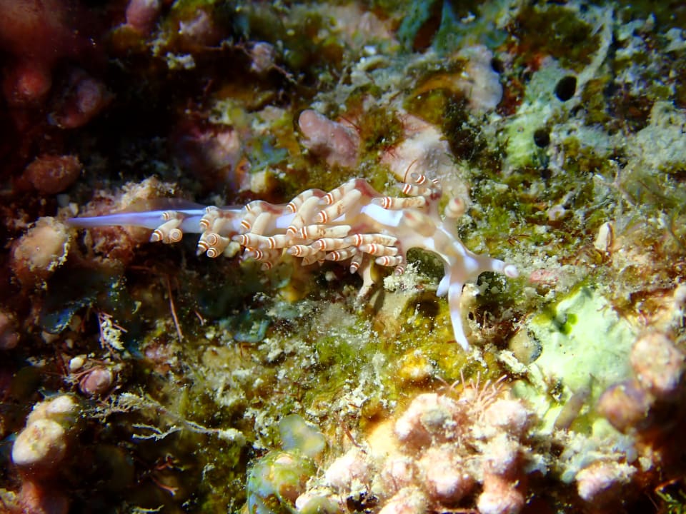 Sport & Freizeit Shams Alam Beach Resort