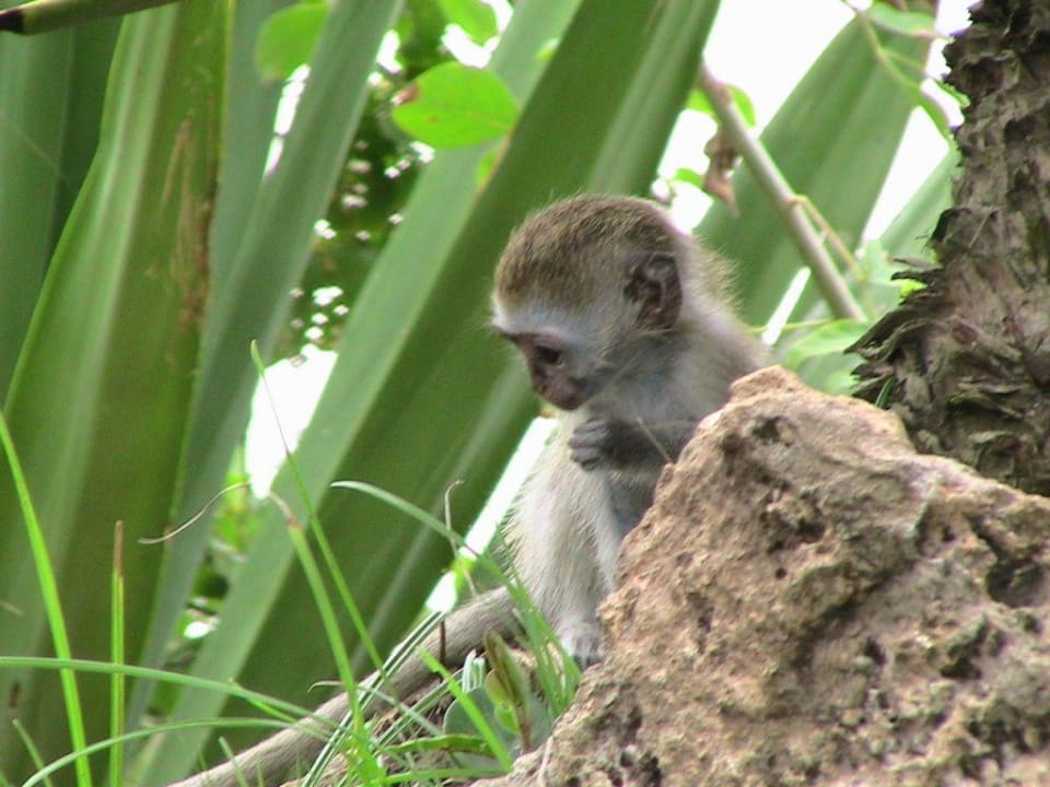 Affen Kind Baobab Beach Resort & Spa