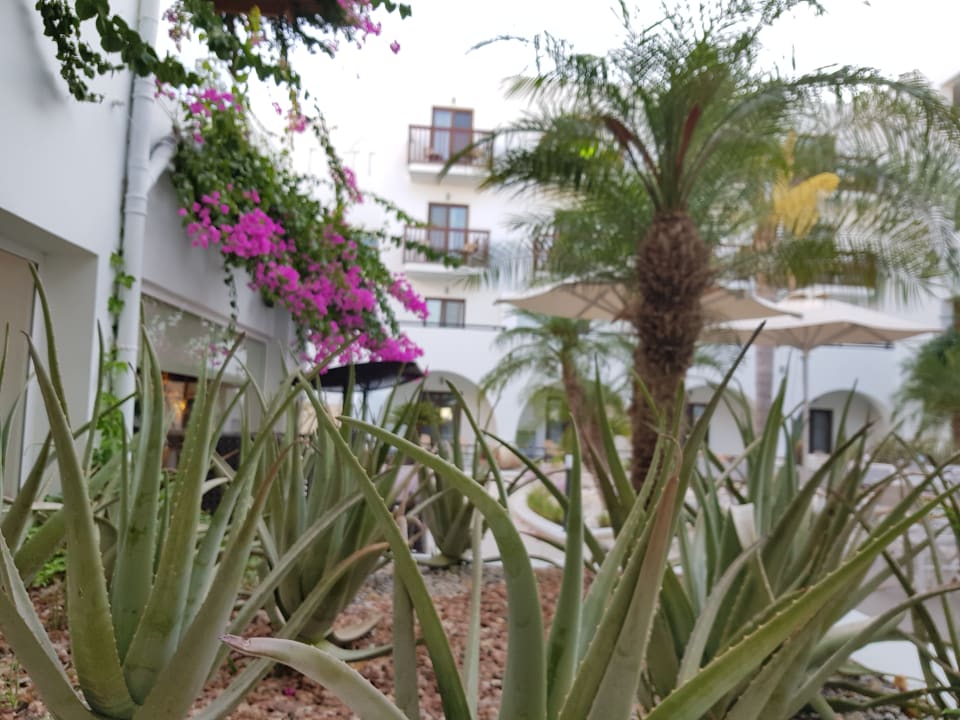 Gartenanlage TUI BLUE Oceanis Beach and Spa Resort