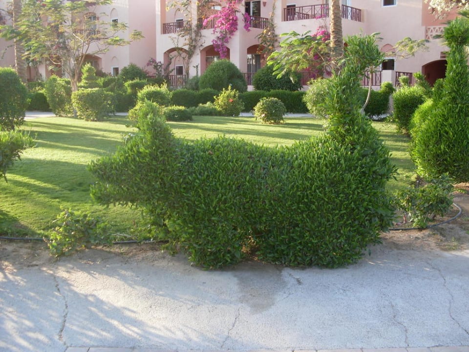 Katze oder Hund? Jaz Makadi Oasis Resort