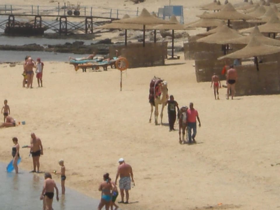 Kamel und Pferd waren jeden Tag da Sentido Akassia Beach