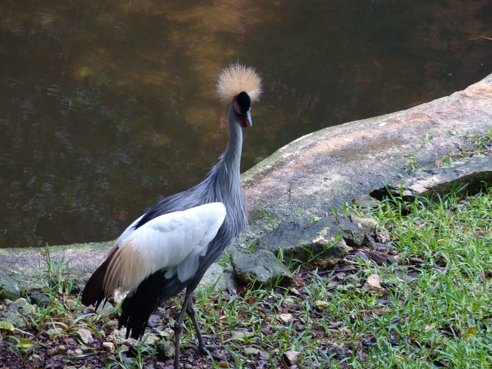 Haubentaucher Iberostar Waves Tucan