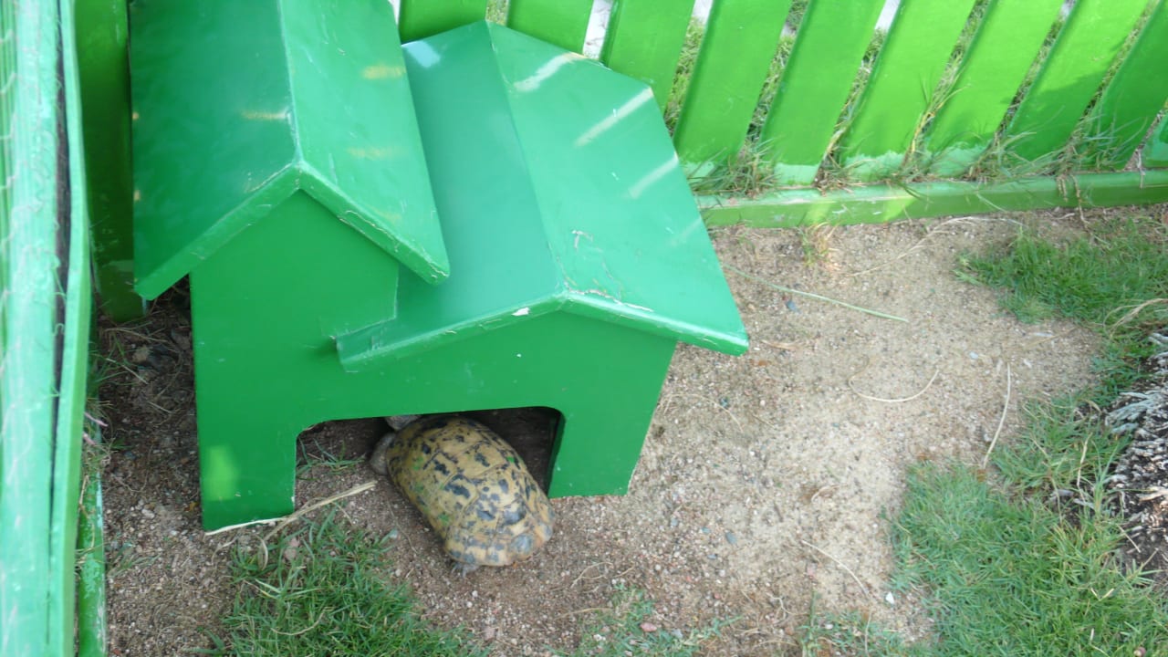 Schildkröte Steigenberger Coraya Beach - Adults only