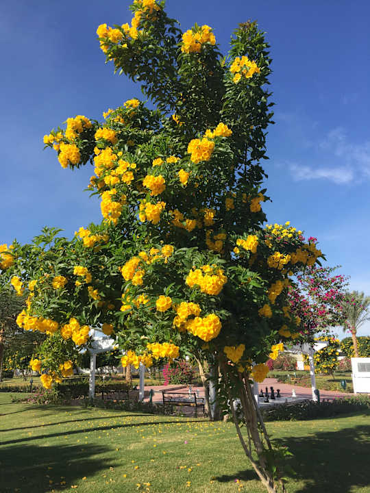 Gartenanlage Desert Rose