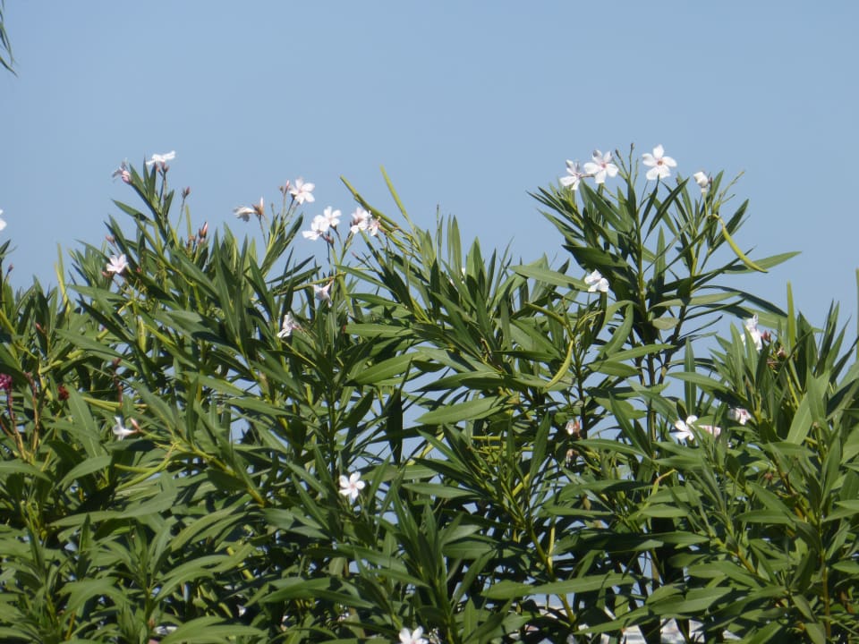 Gartenanlage Kresten Palace Hotel