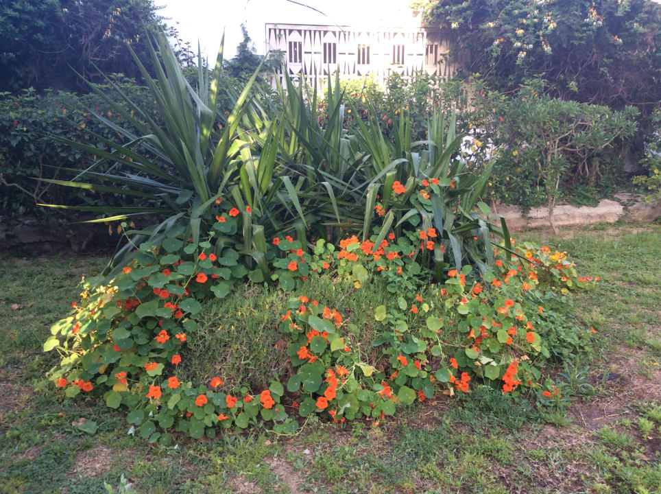 Gartenanlage The Orangers Beach Resort and Bungalows